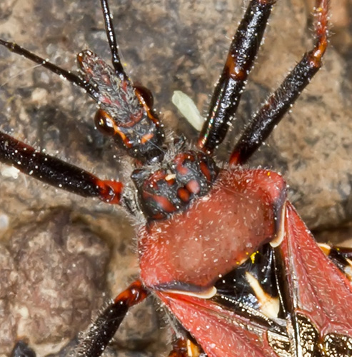 Reduviidae: Rhynocoris erythropus della Sardegna